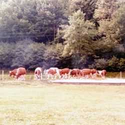 kuhtrieb in den kuhstall auf dem bauernhof verse