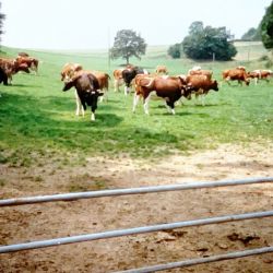 unsere damalige milchkuehe auf der hausweide im melbecketal