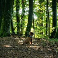 urlaub mit hund urlaub mit hund