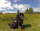 urlaub mit hund