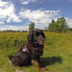 urlaub mit hund urlaub mit hund