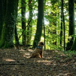urlaub mit hund urlaub mit hund