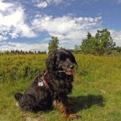 urlaub mit hund urlaub mit hund