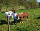 ponys auf dem ferienhof verse im sauerland