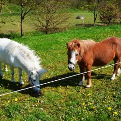 unsere beiden ponys  silvi   pino 