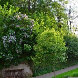 natur direkt vor der haustuer