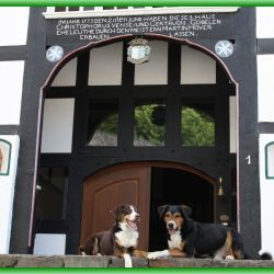 hunde von gaeste im urlaub mit hund auf dem ferienhof in lennestadt