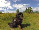 sauerlandurlaub mit hund auf dem ferienhof verse