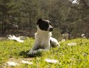 Urlaub mit Hund im Sauerland auf dem Ferienhof Verse
