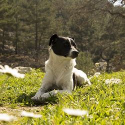 urlaub mit hund kopie urlaub mit hund kopie
