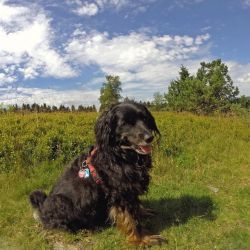 Urlaub mit Hund im Sauerland auf dem Ferienhof Verse