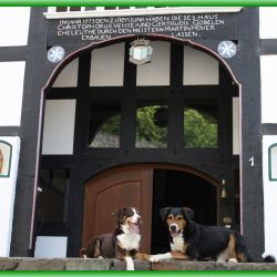 Hier sehen sie 2 Hunde von Gäste die seit Jahren ihren Urlaub mit Hund auf dem Ferienhof Verse im Sauerland machen.