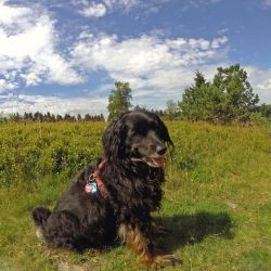 Urlaub mit Hund auf dem Ferienhof Verse im Sauerland. Hundeurlaub Pur