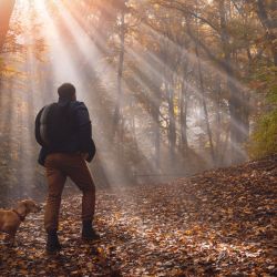 Herrliche Wanderung mit dem Hund durch den idyllischen Herbstwald im Sauerland. Hier kann man sich so richtig entspannen.