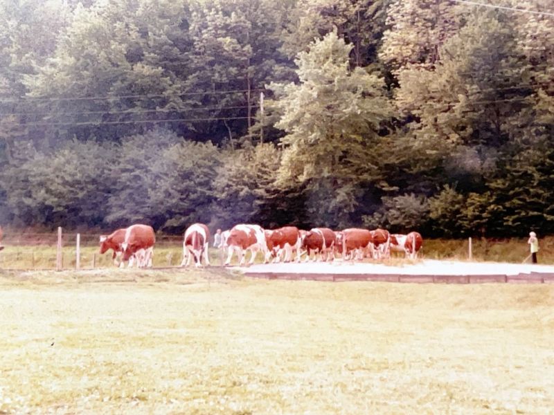 kuhtrieb in den kuhstall auf dem bauernhof verse kuhtrieb in den kuhstall auf dem bauernhof verse