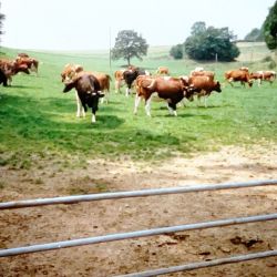 unsere damalige milchkuehe auf der hausweide im melbecketal unsere damalige milchkuehe auf der hausweide im melbecketal