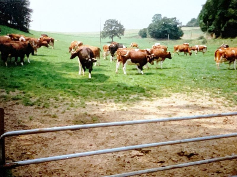 unsere damalige milchkuehe auf der hausweide im melbecketal unsere damalige milchkuehe auf der hausweide im melbecketal